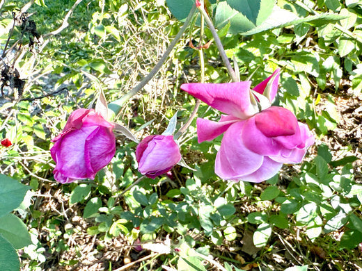 🌹 Growing Roses in the Tropics: My Honest Take!