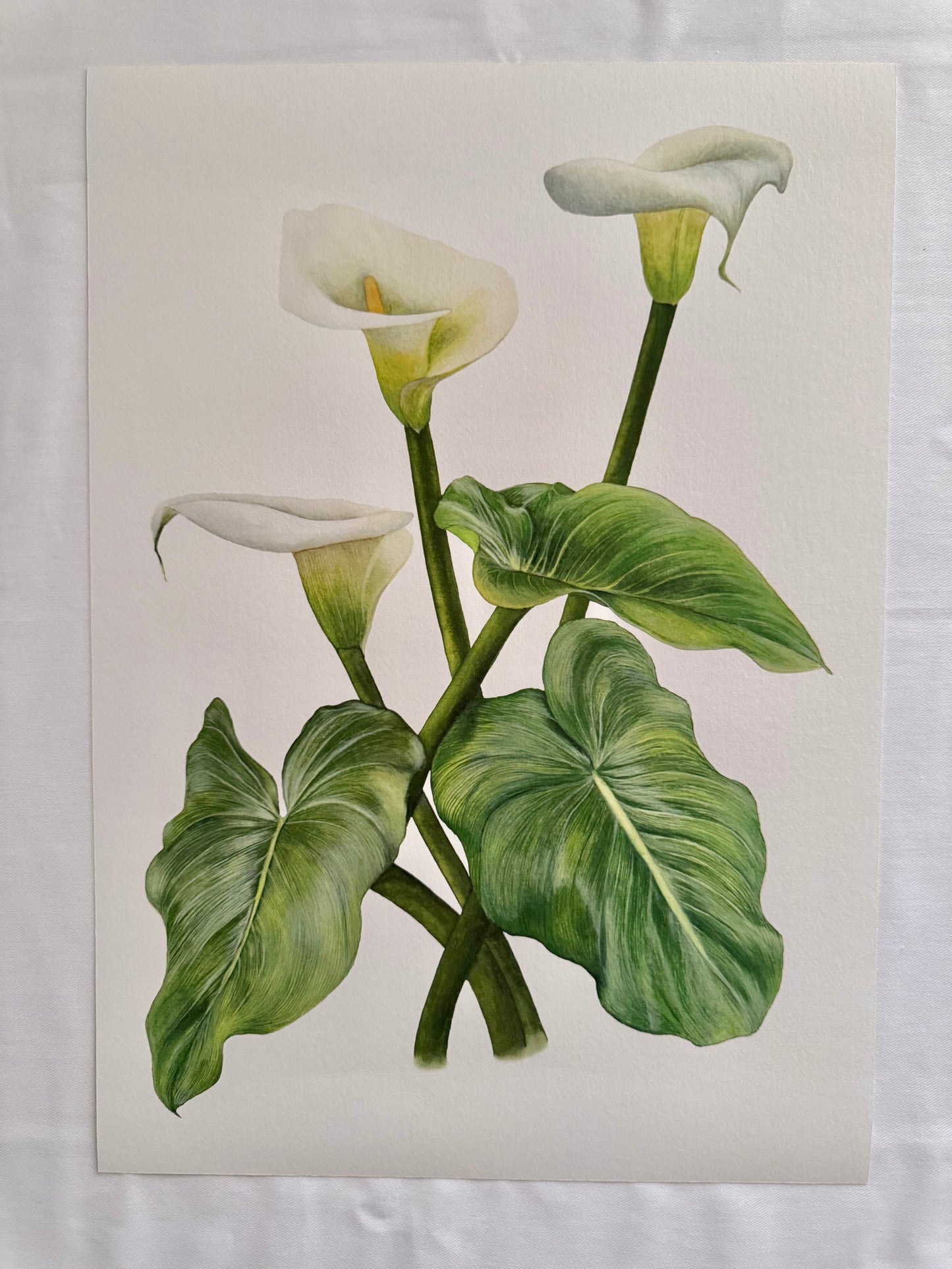 Arum Lilies – Botanical Watercolor Art Print