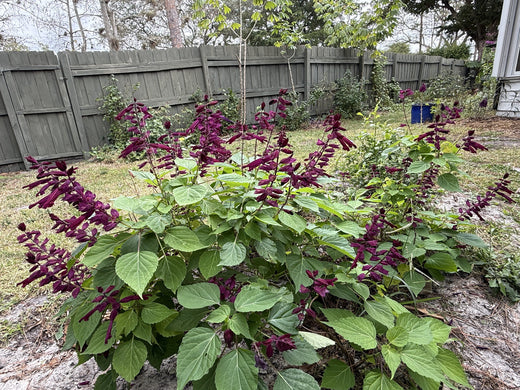 Salvia Splendens ‘Saucy Wine’: A Bold Statement for Your Garden