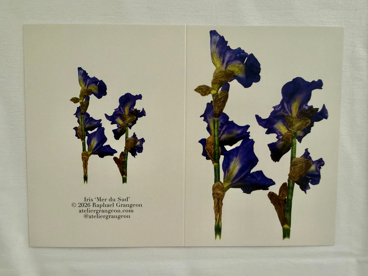 Greeting Card A6 - Peony Iris "Mer du Sud"