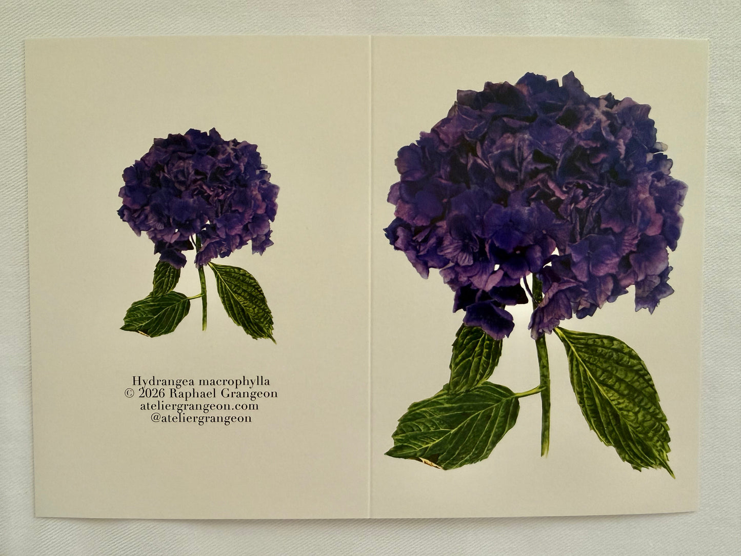 Greeting Card A6 - Blue Hydrangea
