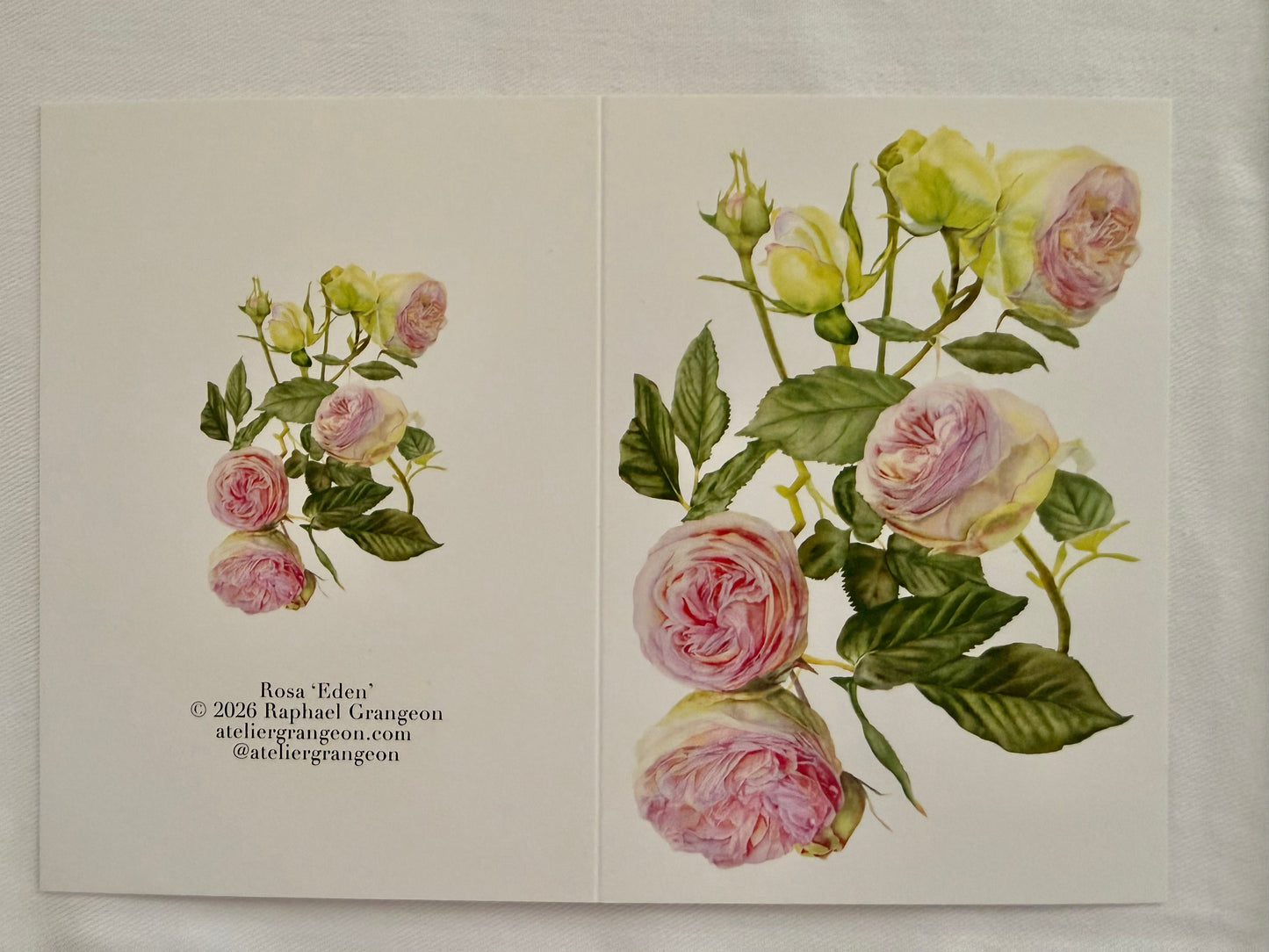 Greeting Card A6 - Eden Rose portrait