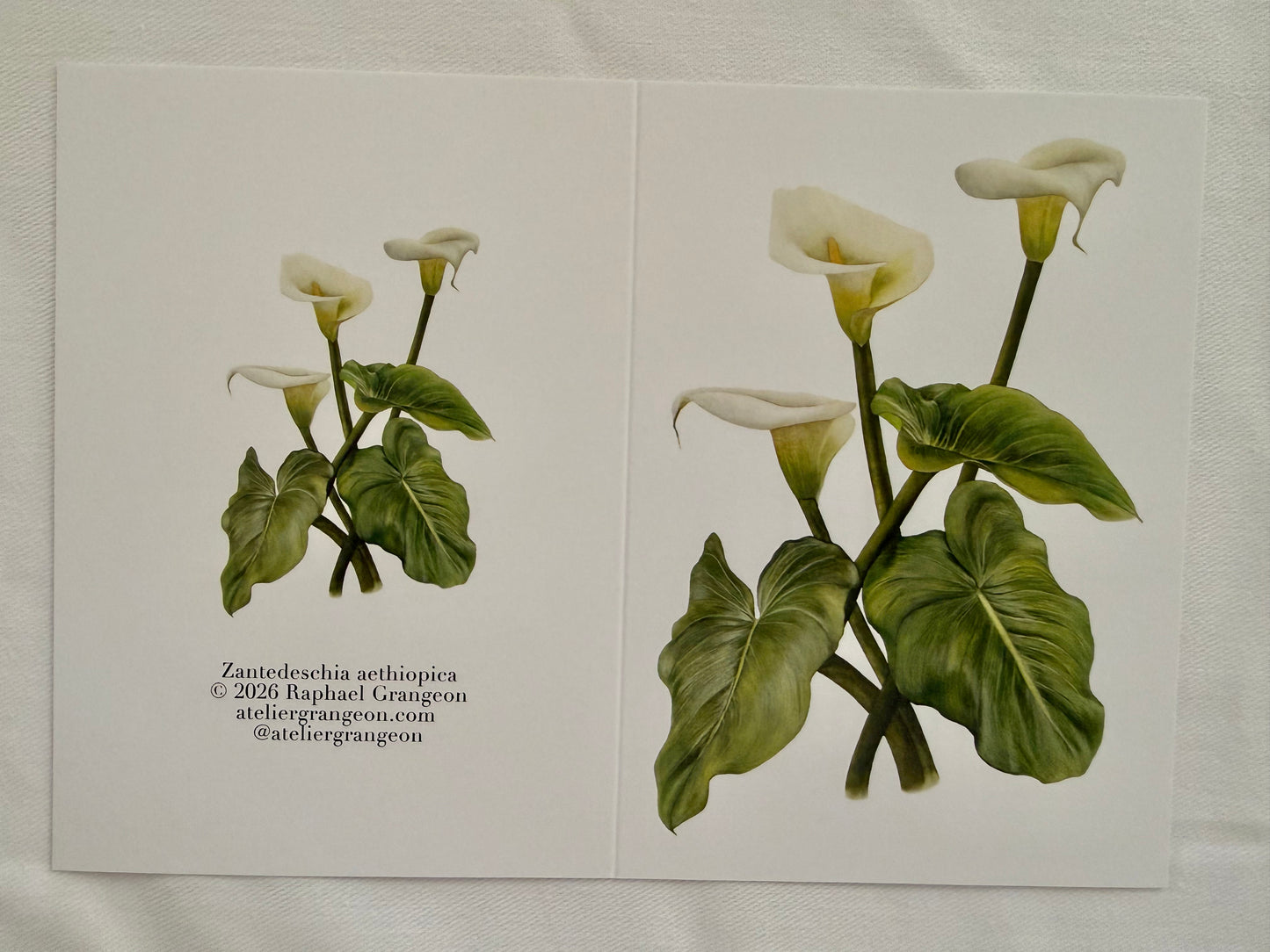 Greeting Card A6 - Arum Lilly "Zantedeschia Aethiopica"