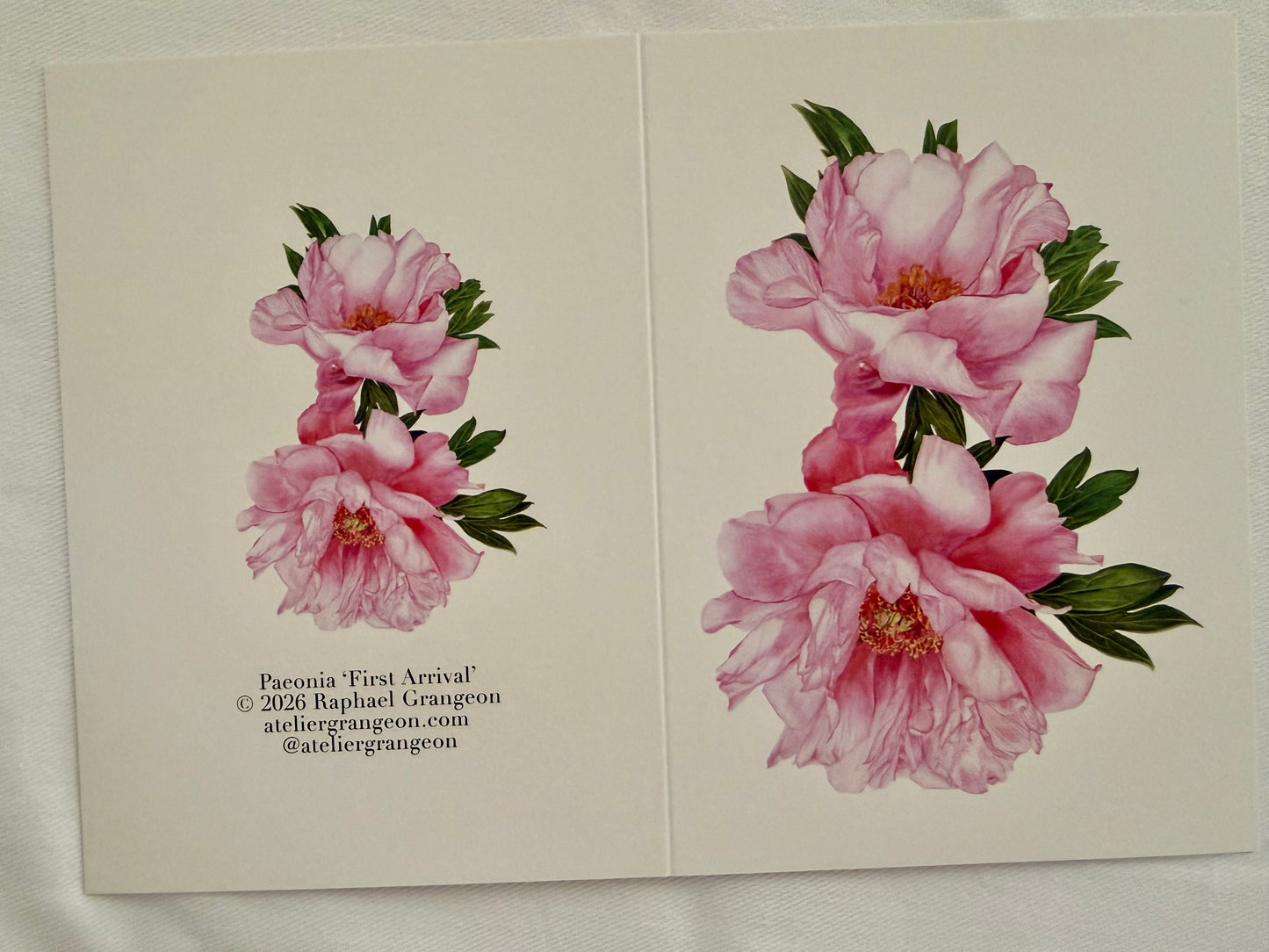 Greeting Card A6 - Peony "First Arrival"