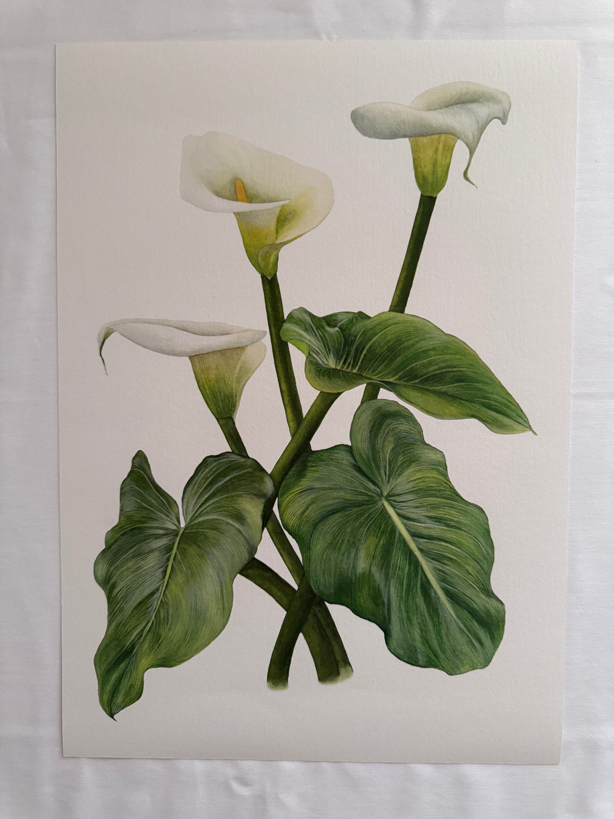 Zantedeschia Aethiopica print