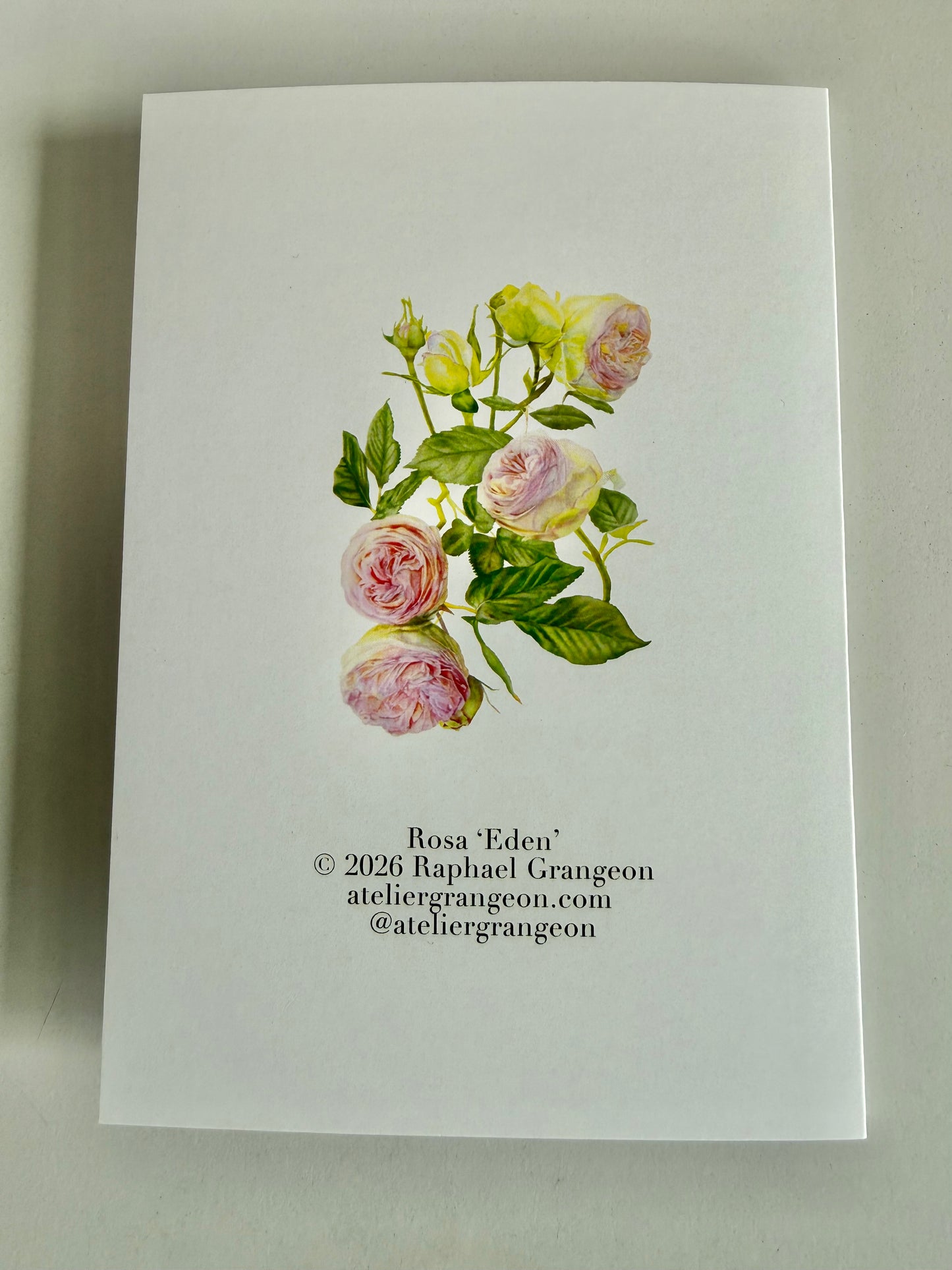 Greeting Card A6 - Eden Rose portrait