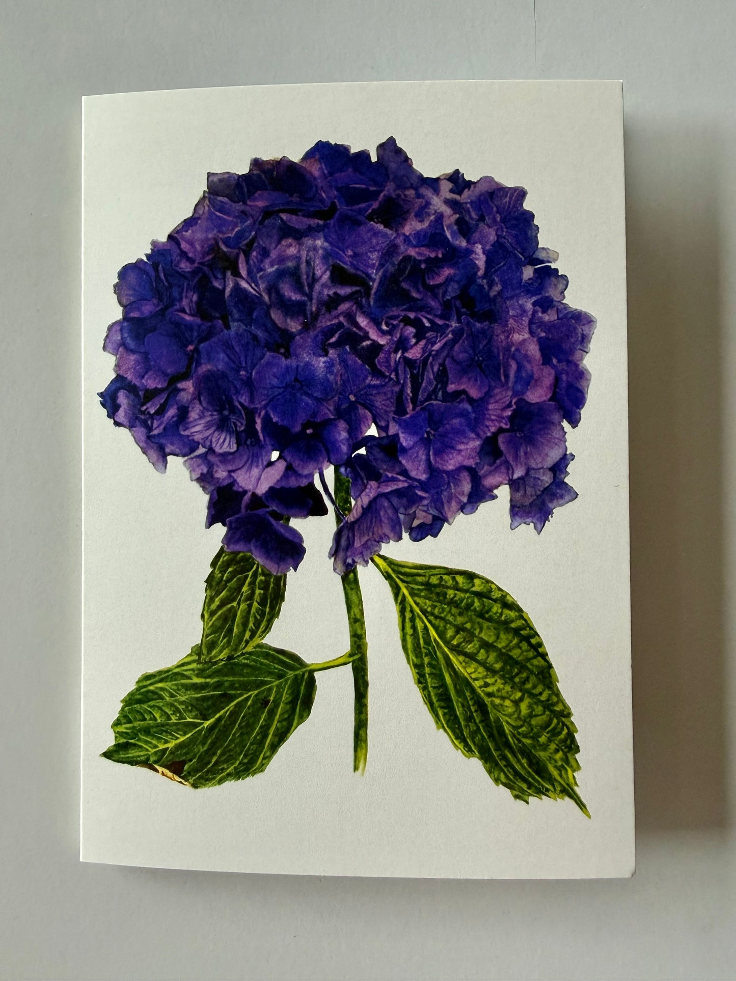 Greeting Card A6 - Blue Hydrangea