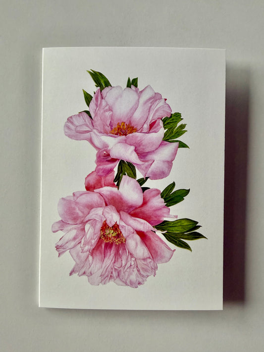 Greeting Card A6 - Peony "First Arrival"