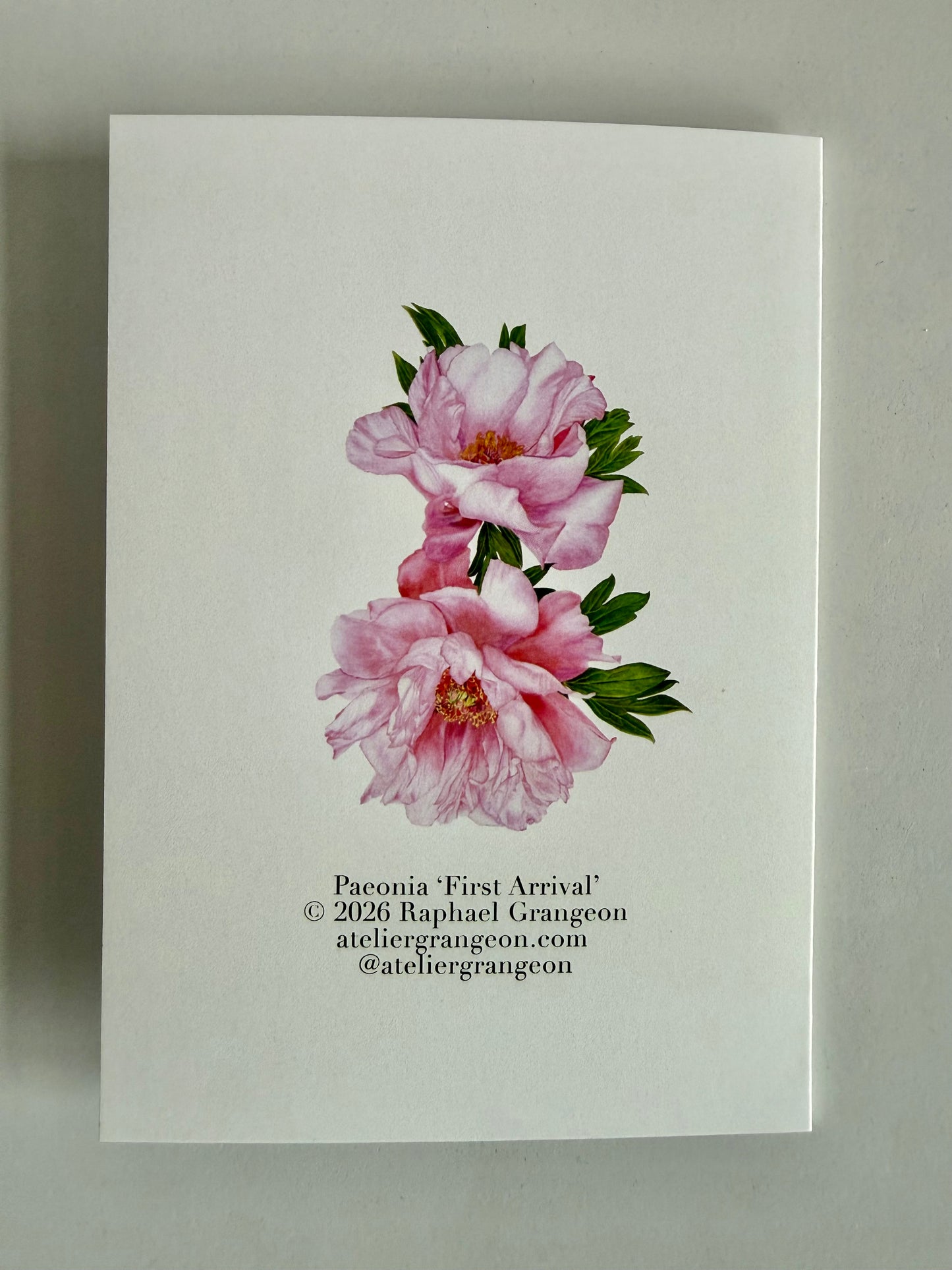 Greeting Card A6 - Peony "First Arrival"