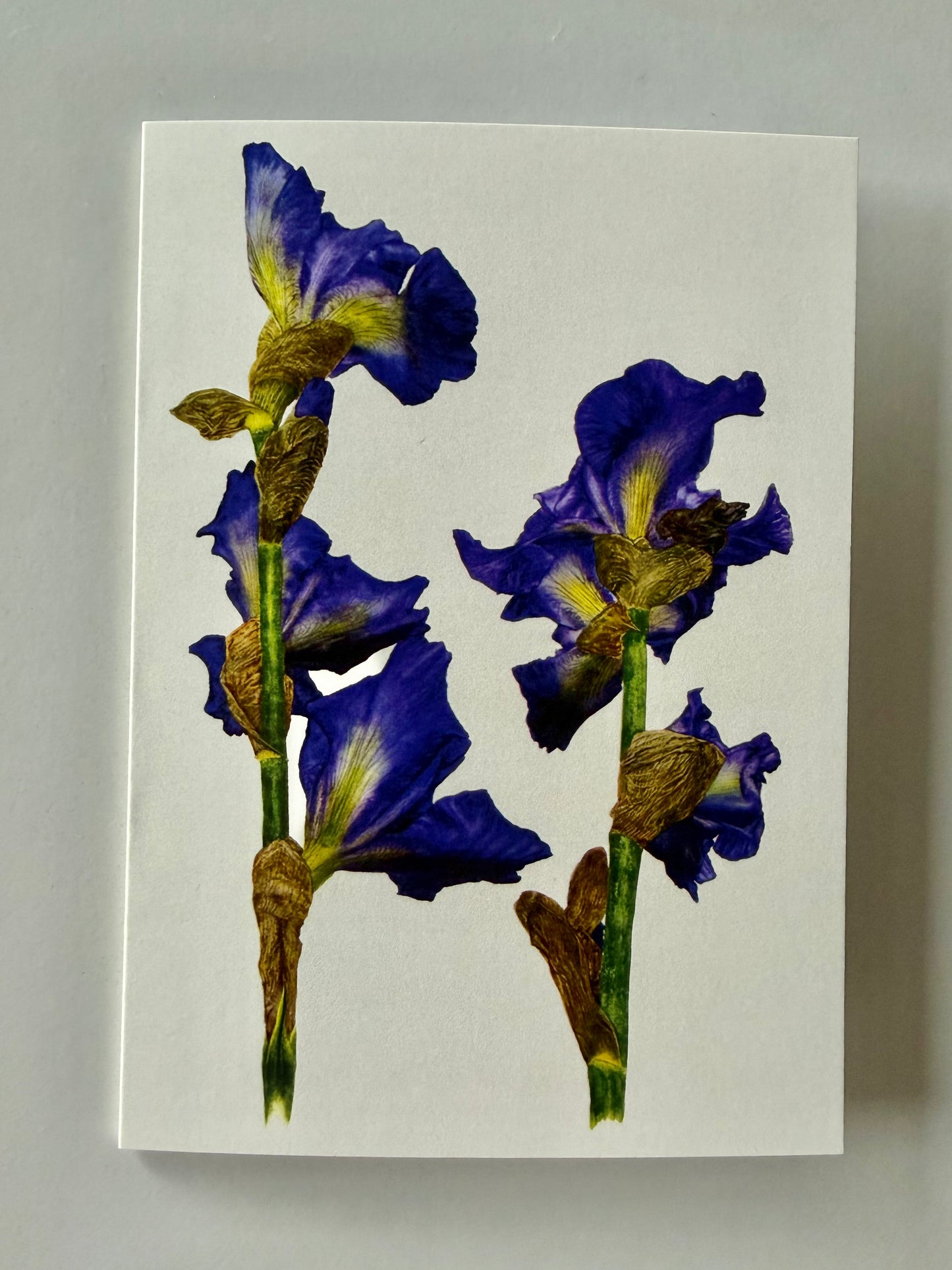 Greeting Card A6 - Peony Iris "Mer du Sud"