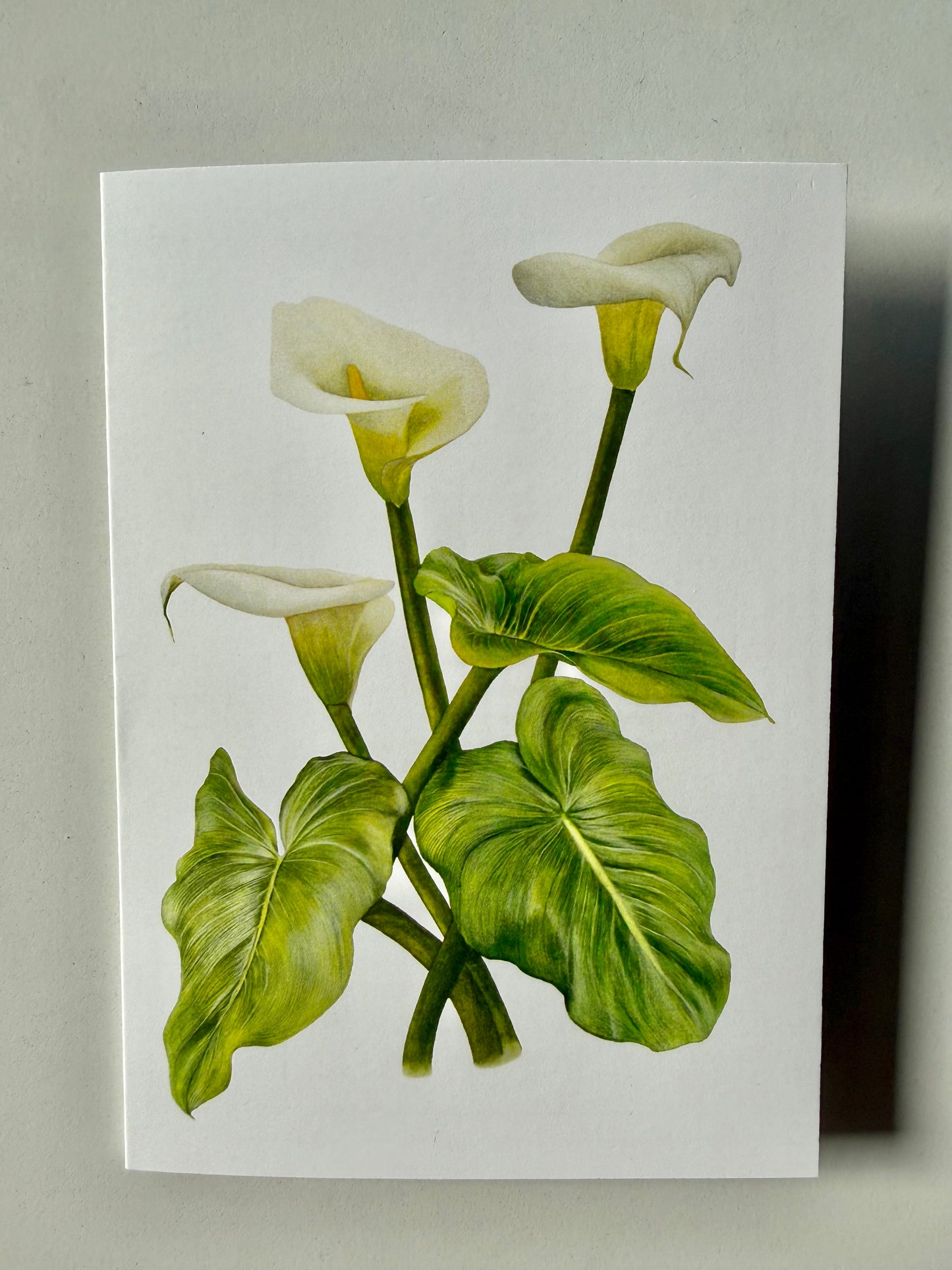 Greeting Card A6 - Arum Lilly "Zantedeschia Aethiopica"