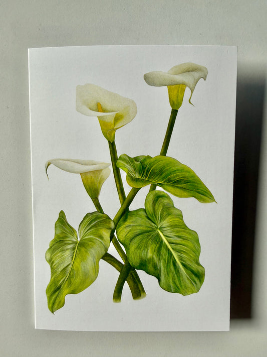 Greeting Card A6 - Arum Lilly "Zantedeschia Aethiopica"