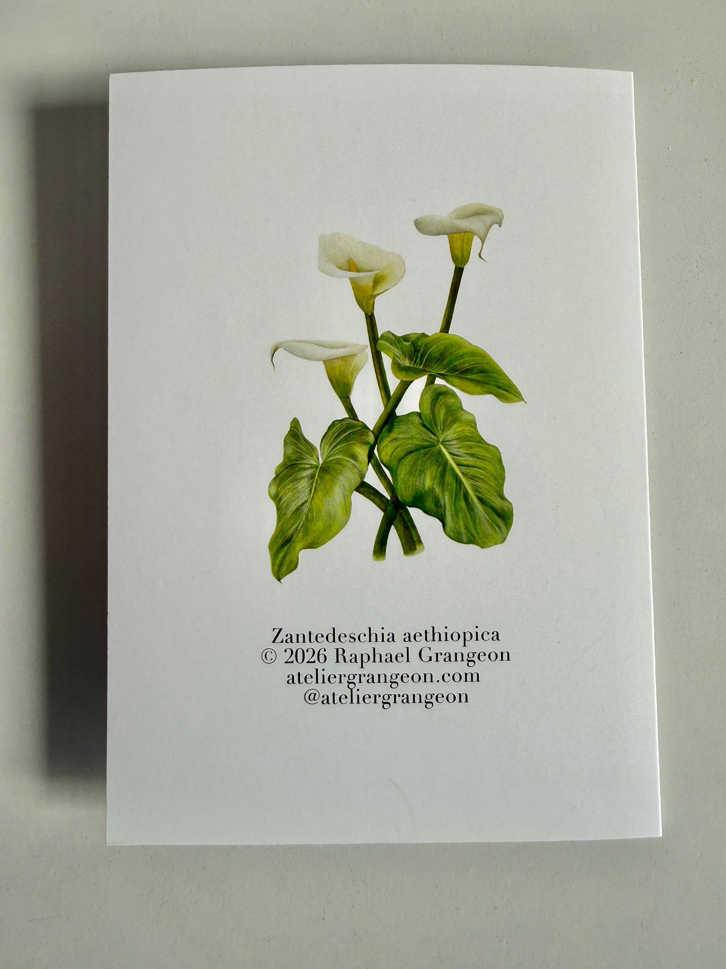 Greeting Card A6 - Arum Lilly "Zantedeschia Aethiopica"